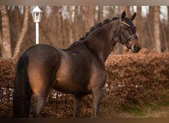 Trakehner, Mare, 4 years, 16 hh, Bay-Dark