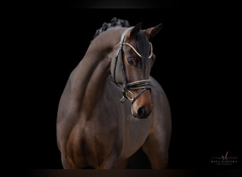 Trakehner, Mare, 4 years, 16 hh, Bay-Dark