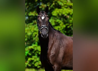 Trakehner, Mare, 4 years, 16 hh, Bay-Dark