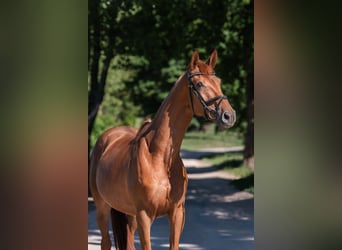 Trakehner, Mare, 4 years, 16 hh, Bay