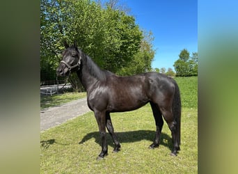 Trakehner, Mare, 4 years, 16 hh, Black