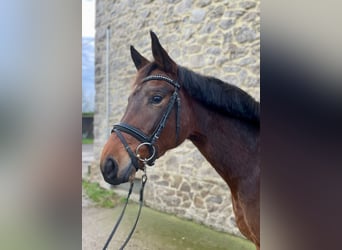 Trakehner, Mare, 4 years, 16 hh, Brown