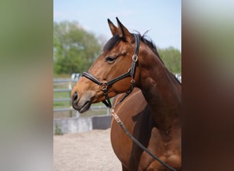 Trakehner, Mare, 4 years, 16 hh, Brown