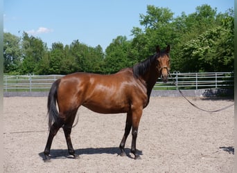 Trakehner, Mare, 4 years, 16 hh, Brown