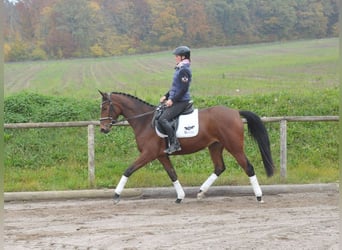 Trakehner, Mare, 4 years, 16 hh, Brown