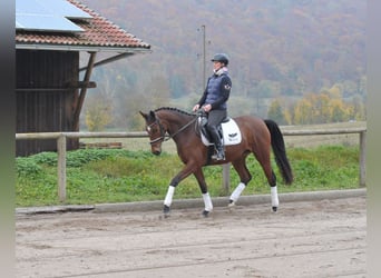 Trakehner, Mare, 4 years, 16 hh, Brown