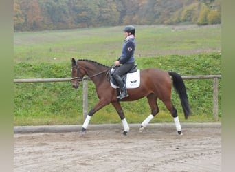 Trakehner, Mare, 4 years, 16 hh, Brown