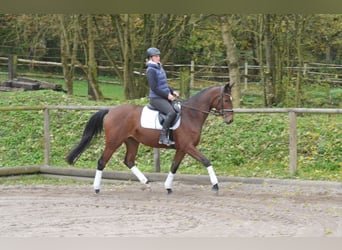 Trakehner, Mare, 4 years, 16 hh, Brown