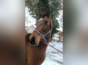 Trakehner, Mare, 4 years, 16 hh, Brown-Light