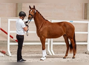Trakehner, Mare, 4 years, 16 hh, Chestnut-Red