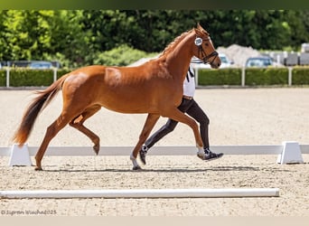 Trakehner, Mare, 4 years, 16 hh, Chestnut-Red