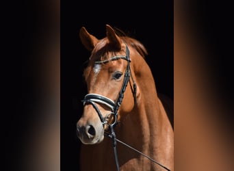 Trakehner, Mare, 4 years, 16 hh, Chestnut-Red
