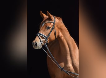 Trakehner, Mare, 4 years, 16 hh, Chestnut-Red