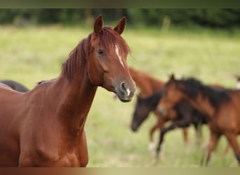 Trakehner, Mare, 4 years, 16 hh, Chestnut-Red