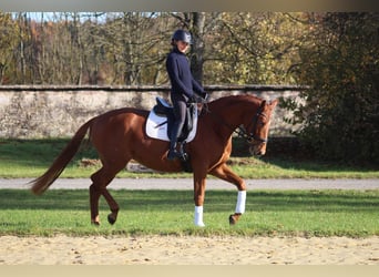 Trakehner, Mare, 4 years, 16 hh, Chestnut-Red