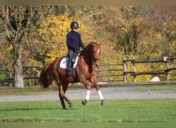 Trakehner, Mare, 4 years, 16 hh, Chestnut-Red
