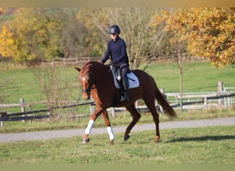 Trakehner, Mare, 4 years, 16 hh, Chestnut-Red