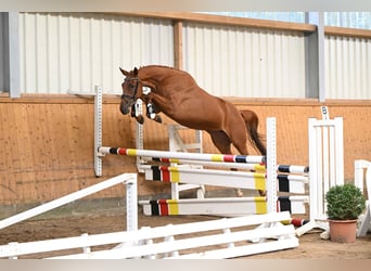 Trakehner, Mare, 4 years, 16 hh, Chestnut-Red