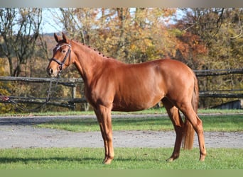 Trakehner, Mare, 4 years, 16 hh, Chestnut-Red