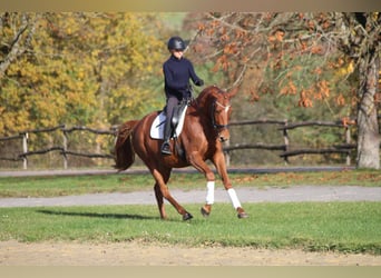 Trakehner, Mare, 4 years, 16 hh, Chestnut-Red