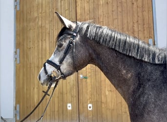 Trakehner, Mare, 4 years, 16 hh, Grey-Dark-Tan