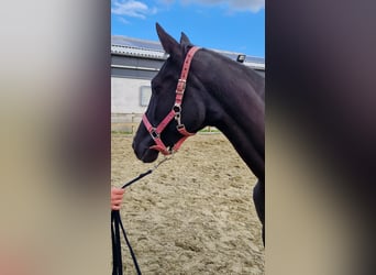 Trakehner, Mare, 4 years, 16 hh, Smoky-Black