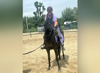 Trakehner, Mare, 4 years, 16 hh, Smoky-Black