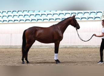 Trakehner, Mare, 4 years, 16,1 hh, Brown