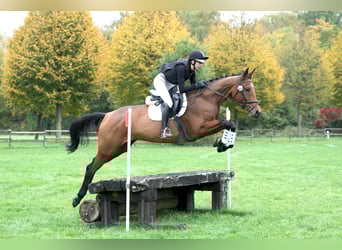 Trakehner, Mare, 4 years, 16,1 hh, Brown