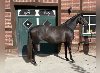Trakehner, Mare, 4 years, 16,1 hh, Can be white