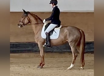 Trakehner, Mare, 4 years, 16,1 hh, Chestnut-Red