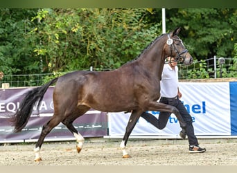Trakehner, Mare, 4 years, 16,2 hh, Smoky-Black