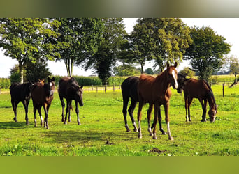 Trakehner, Mare, 4 years, 17 hh, Smoky-Black