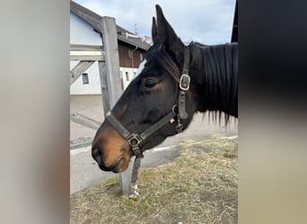 Trakehner, Mare, 5 years, 15,2 hh, Bay-Dark