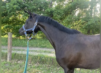 Trakehner, Mare, 5 years, 15.2 hh, Black