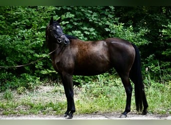 Trakehner, Mare, 5 years, 15.2 hh, Black