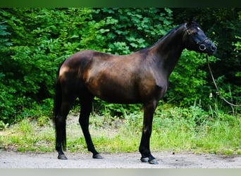 Trakehner, Mare, 5 years, 15.2 hh, Black