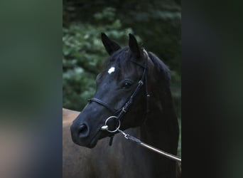 Trakehner, Mare, 5 years, 15.2 hh, Black