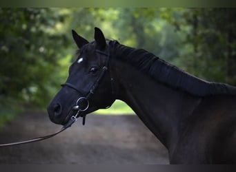 Trakehner, Mare, 5 years, 15.2 hh, Black