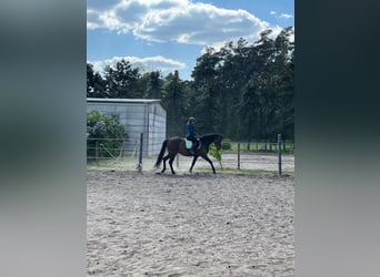 Trakehner, Mare, 5 years, 15.2 hh, Brown