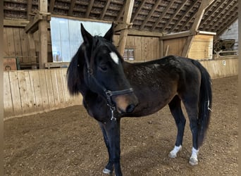 Trakehner, Mare, 5 years, 15,2 hh