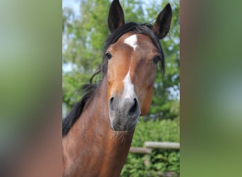 Trakehner Mix, Mare, 5 years, 15.3 hh, Brown