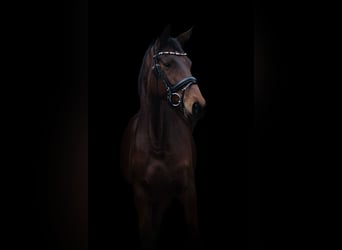Trakehner, Mare, 5 years, 15.3 hh, Brown