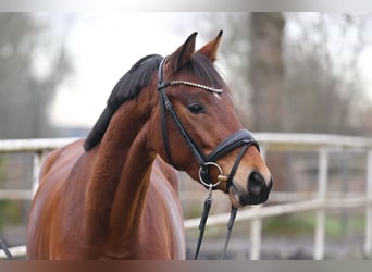 Trakehner, Mare, 5 years, 15.3 hh, Brown