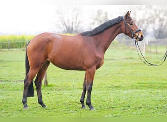 Trakehner, Mare, 5 years, 15.3 hh, Brown