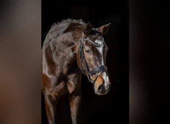 Trakehner, Mare, 5 years, 16.1 hh, Bay-Dark