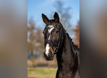 Trakehner, Mare, 5 years, 16.1 hh, Bay-Dark