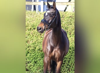 Trakehner, Mare, 5 years, 16.1 hh, Bay-Dark