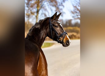 Trakehner, Mare, 5 years, 16.1 hh, Bay-Dark