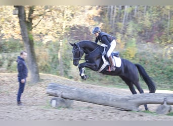 Trakehner, Mare, 5 years, 16,1 hh, Black